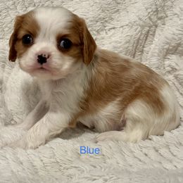 Cavalier King Charles Spaniel Puppies from Rhonda Davis