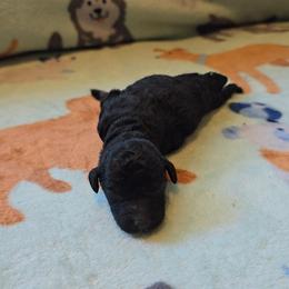 Honor - Phantom female Poodle puppy in Minneapolis, Minnesota from River Park Poodles