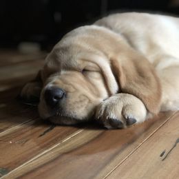 Labrador Retriever Puppies from Mahan Labs