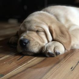 Labrador Retriever Puppies from Mahan Labs