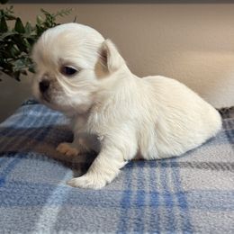 Cooper - White male Shih Tzu puppy in Zephyrhills, Florida from Mary’s Shih Tzus
