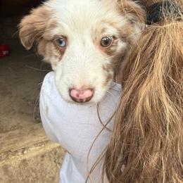 Ruby - Red merle female Australian Shepherd puppy in Four Oaks, North Carolina from RoseWest Farms