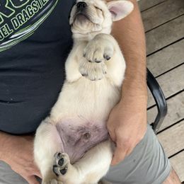 Labrador Retriever Puppies from SR Labrador Retrievers