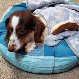 Bambi - Dachshund