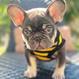 Winchester - French Bulldog puppy in League City, Texas from Baby Bear Frenchies