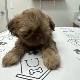 Dory 3 - Gold female Shih Tzu puppy in Azusa, California from RJ Shih Tzu lover