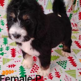 Peaches - Tri-color female Bernedoodle puppy in Arabi, Georgia from Huckadoodle Farm