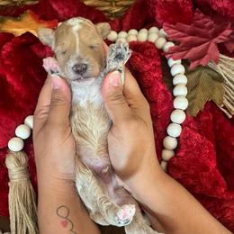 La Bamba - Cream male Poodle puppy in Hemet, California from Vallevistadoodles