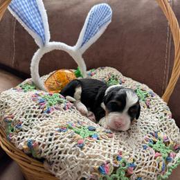 Master Benedict - Tri-color male Bernedoodle puppy in Forsyth, Illinois from Birdies Mini Bernedoodles