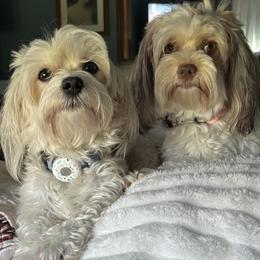 Havanese puppies from VanCort's Happy Havanese