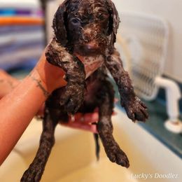 Goldendoodle Puppies from Lucky's Doodlez