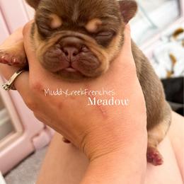 Meadow - Liver female French Bulldog puppy in Pittsburgh, Pennsylvania from Muddy Creek Frenchies