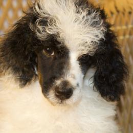 Black Tri Male - Phantom male Poodle puppy in Belgreen, Alabama from Scott’s Farm Poodles and Doodles