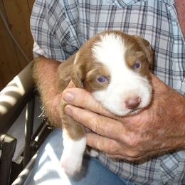 Australian Shepherd and Papillon Puppies from Otto’s Australian Shepherds and Papillons