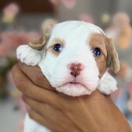 September - Tri-color male Cavapoo puppy in Yuciapa, California from AlltheDoodlez_