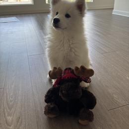 Samoyed Puppies from Sugar Sweet Samoyeds