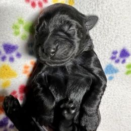 Goldendoodle and Poodle Puppies from SnickerDoodlePups