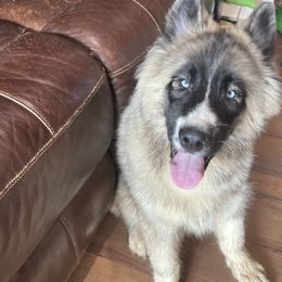 Pomsky and Siberian Husky Puppies from Osiris’s Siberians & Pomskies