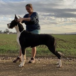 Wasabi - Great Dane