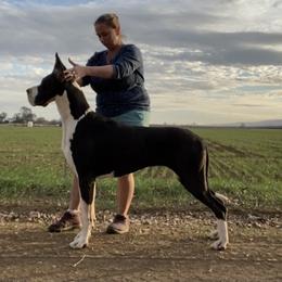 Wasabi - Great Dane