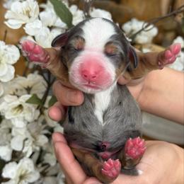 Sam- blue collar - Tri-color male Bernedoodle puppy in Yuciapa, California from AlltheDoodlez_