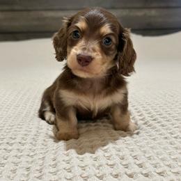 Chocolate and cream - Chocolate and cream male Dachshund puppy in Defuniak Springs, Florida from Anastasia Knight's Cocker Spaniels
