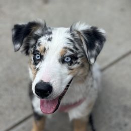 Miniature Australian Shepherd Puppies from Yarborough Kennels