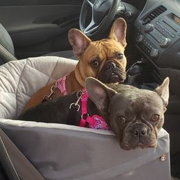 French Bulldog All Grown Up from Fetching Frenchies of SWFL