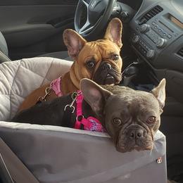 French Bulldog All Grown Up from Fetching Frenchies of SWFL