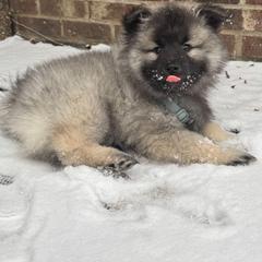 Keeshond Puppies from Hocking Hills Keeshonds