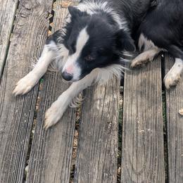 HOSS - Border Collie