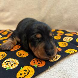 BamBam - Black and tan male Dachshund puppy in San Rafael, California from Alexandra's Mini Doxies