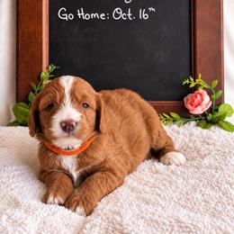 Aspen - Red male Bernedoodle puppy in Glendale, Arizona from CocoLove Doodles
