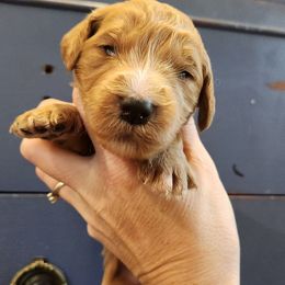 Dancer - Red female Bernedoodle puppy in Pollock Pines, California from Ten Acre Wood Doodles