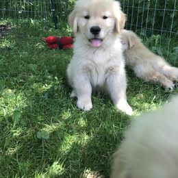 Golden Retriever and Labrador Retriever Puppies from Emerald Knoll