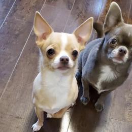 Buddy - Chihuahua