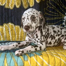 Fern - White and liver brown female Dalmatian puppy in Travelers Rest, South Carolina from Cotton Top