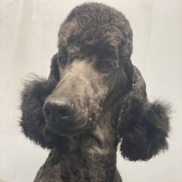 Fallon  - Poodle