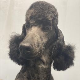 Fallon  - Poodle