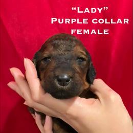 Lady - Phantom female Poodle puppy in St. Johnsbury, Vermont from Poodles of the Northern Woods