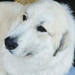 Great Pyrenees All Grown Up from McCarthy Ranchette LLC