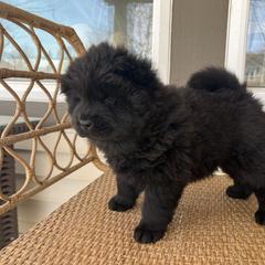 Purple female - Black Chow Chow puppy in Minnesota from Yangs Chow Chows