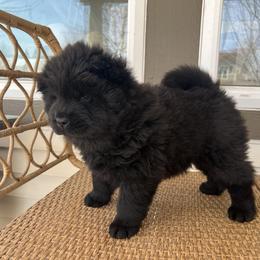 Purple female - Black Chow Chow puppy in Minnesota from Yangs Chow Chows