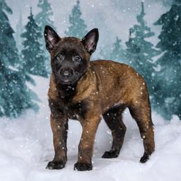 Serana - Mahogany female Belgian Malinois puppy in Sanger, Texas from Faubion Malinois