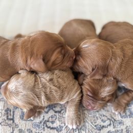 Australian Labradoodle puppies from Peak Australian Labradoodles
