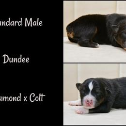 Dundee - Black tri-color male Australian Shepherd puppy in Ranger, Texas from Outback Mini Aussies