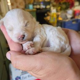 Buzz - Buff and white male Cockapoo puppy in Ellensburg, Washington from Dawn to Dusk Cockapoos