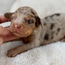 Tan collar boy - Chocolate merle male Bernedoodle puppy in Colorado Springs, Colorado from Mercy Mountain Bernedoodles