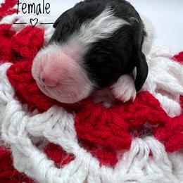 Goldendoodle and Poodle Puppies from Trammell’s Southern Pups