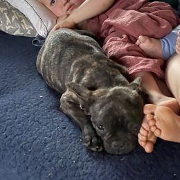 Boston Terrier and French Bulldog Puppies from High Plains Bullies